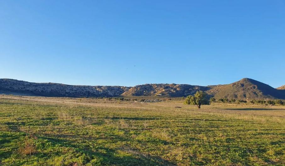 Campo verde en temporada de lluvias con un árbol y cerros de piedra al fondo