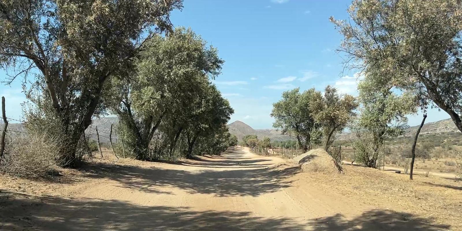 Camino de tierra bajo los olivos